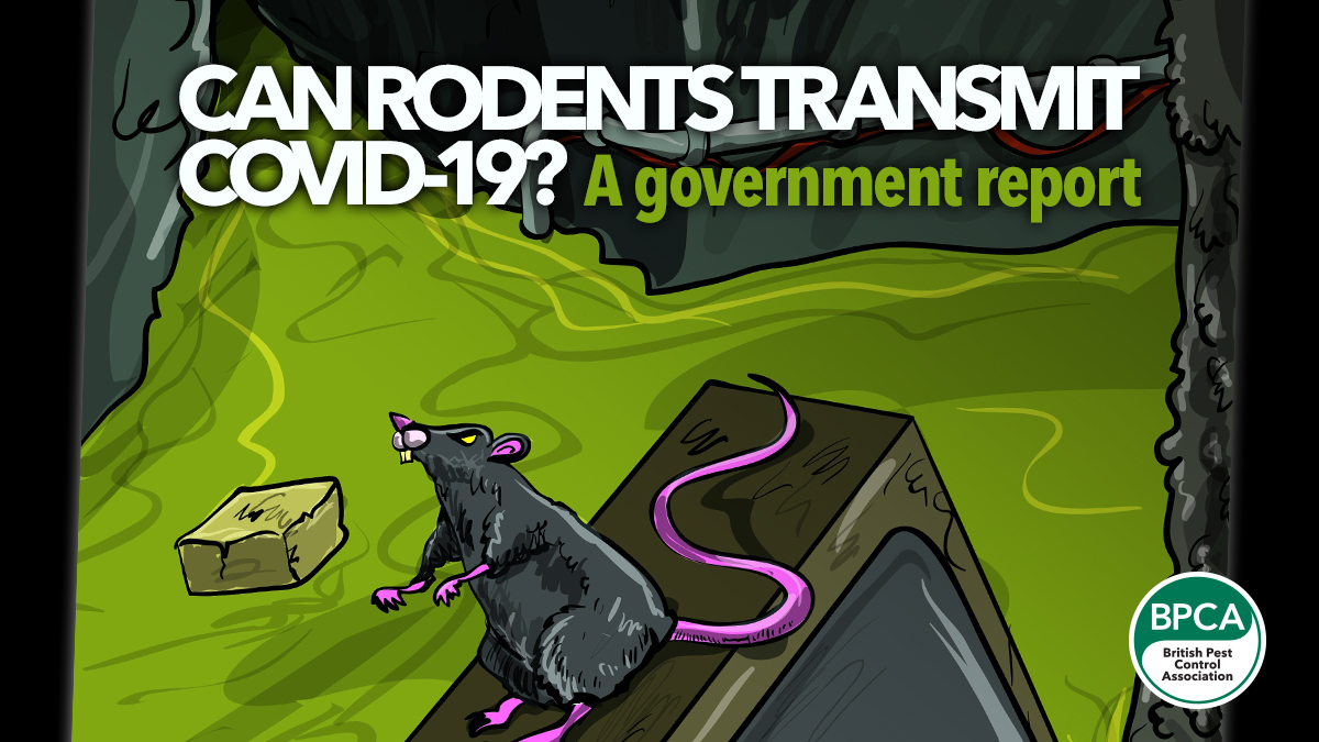 can-rodents-transmit-covid